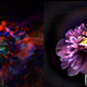 A flower as seen by metasurface cameras.